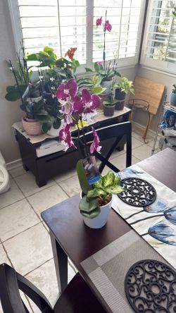 Beautiful purple orchid with House plant