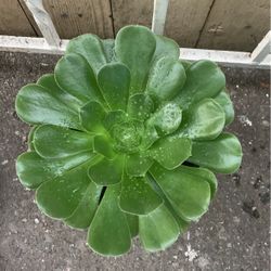 Beautiful Succulents