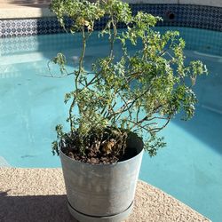 Potted Plant 