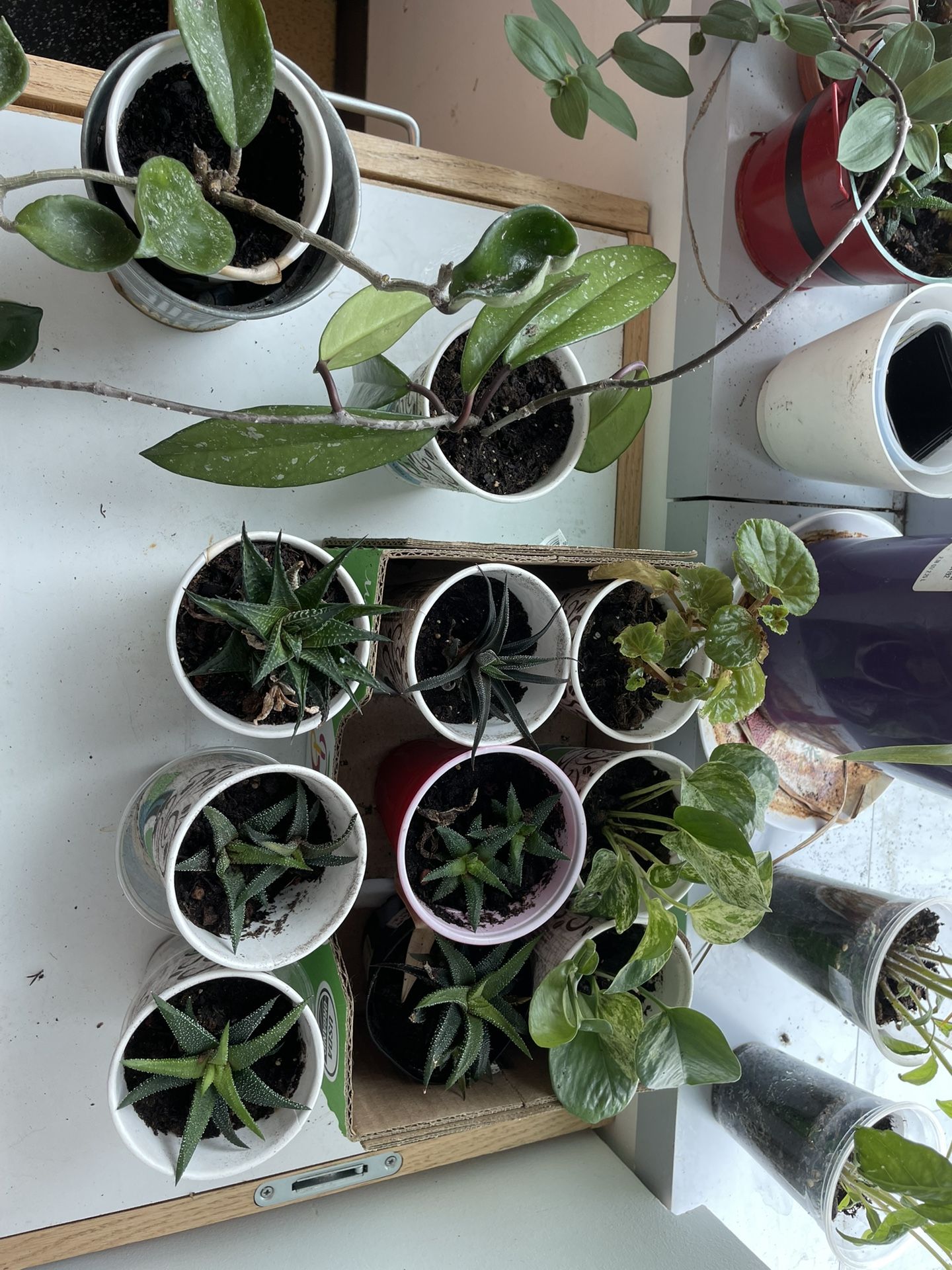 Plant In Picture, $5 Each