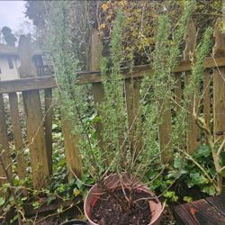 Large Potted Rosemary