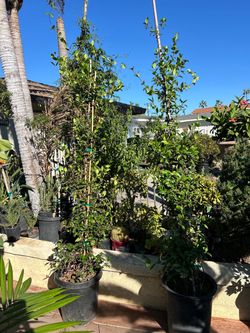 Star Jasmine plant