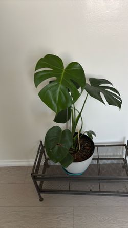 Monstera Deleciosa