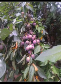 Organic Italian Plums (Damson Plums)
