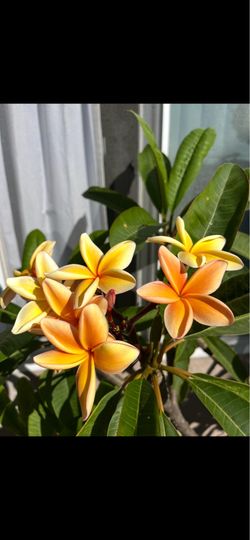 Plumeria