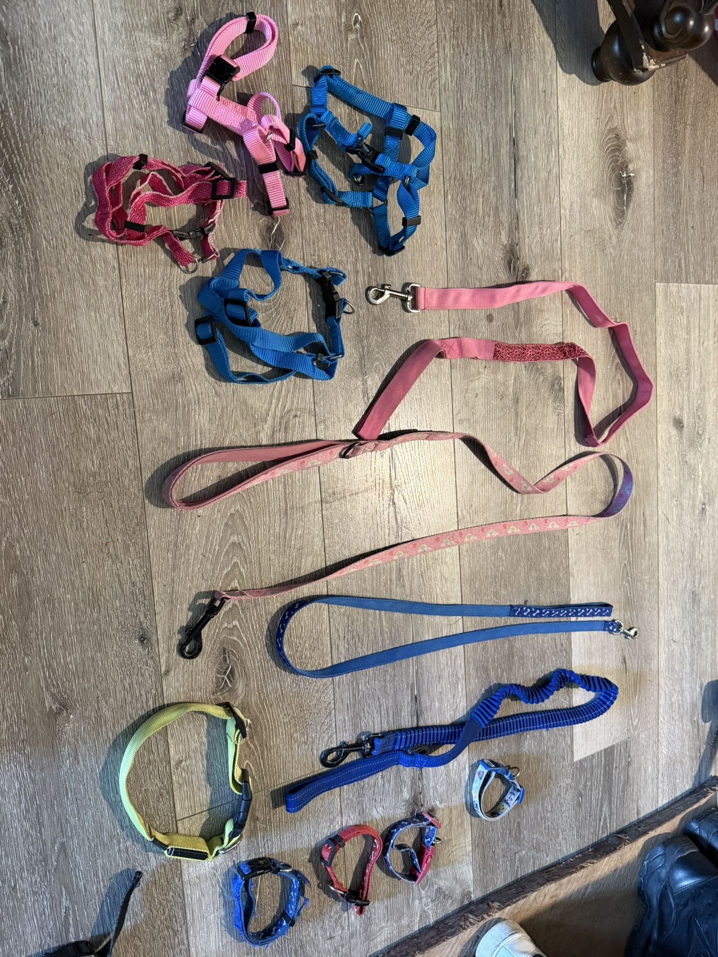 Leashes, Collars, Harnesses, Etc.