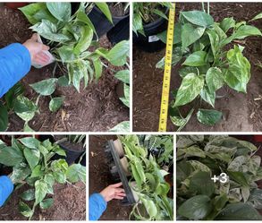 Huge leaf, thick stems, super variegated marble/snow queen pothos (6” pot); 95820