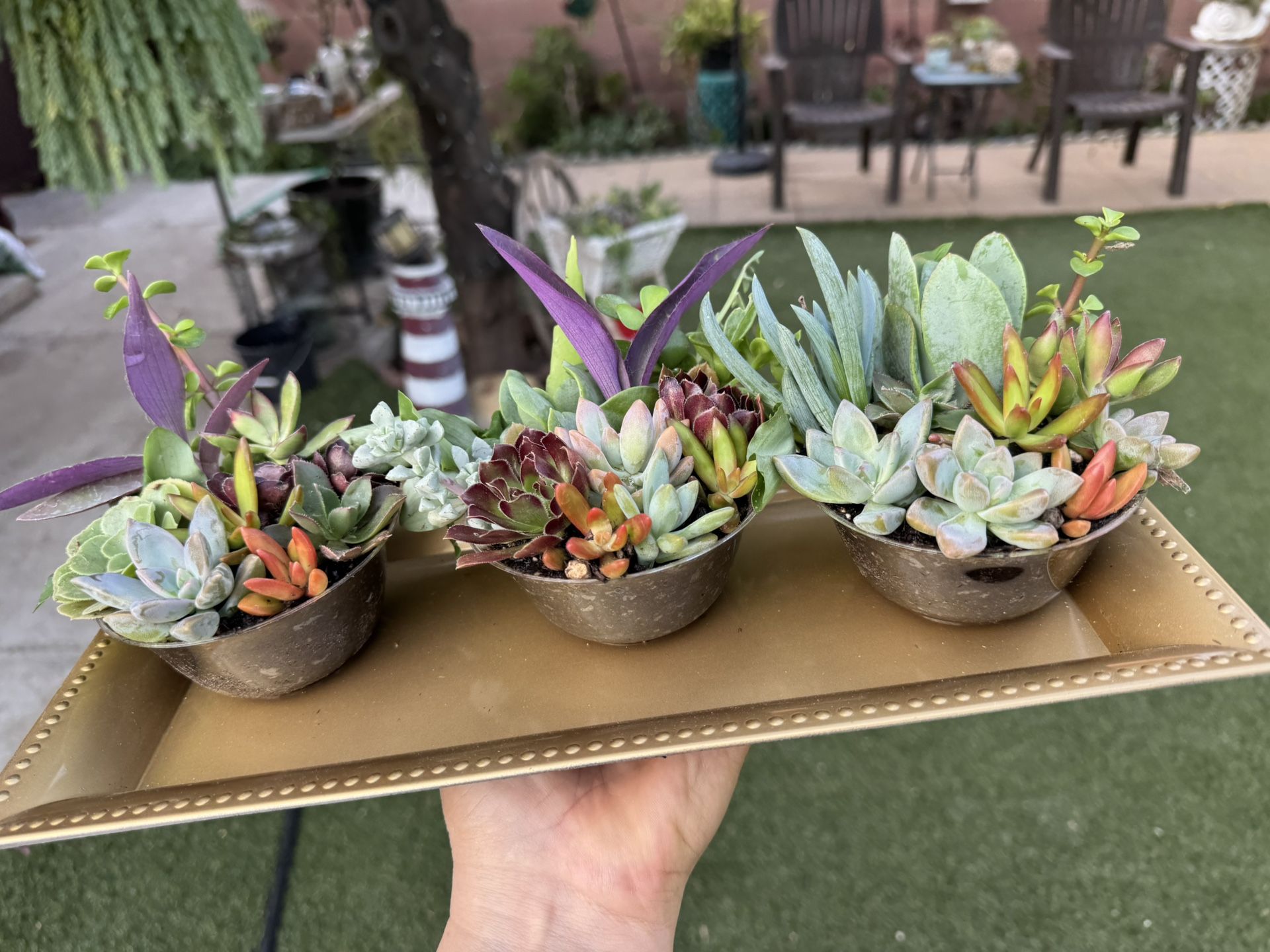 Little Cute Succulents, Each $2.50