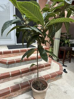 Loquad Fruit Tree