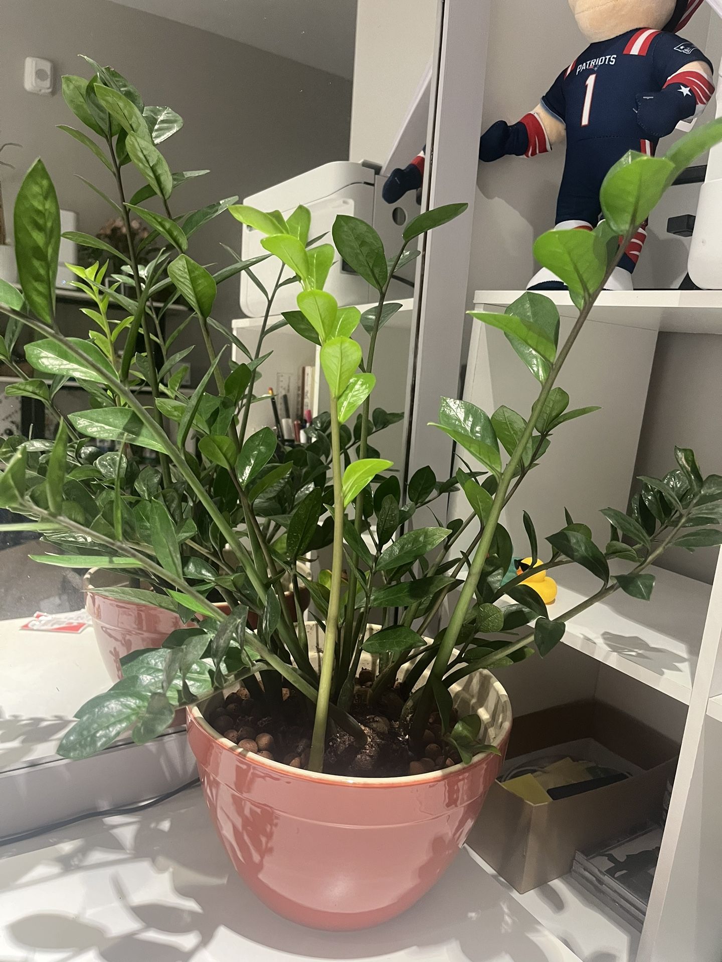 Money Tree $20