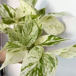 Plants (4”pot🌿Snow queen pothos $10)
