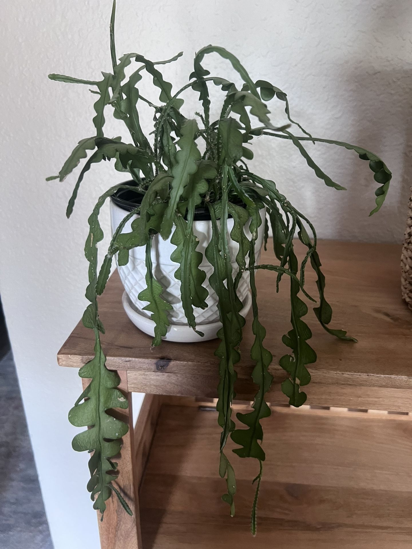 Plant In Pot - Cryprocereus