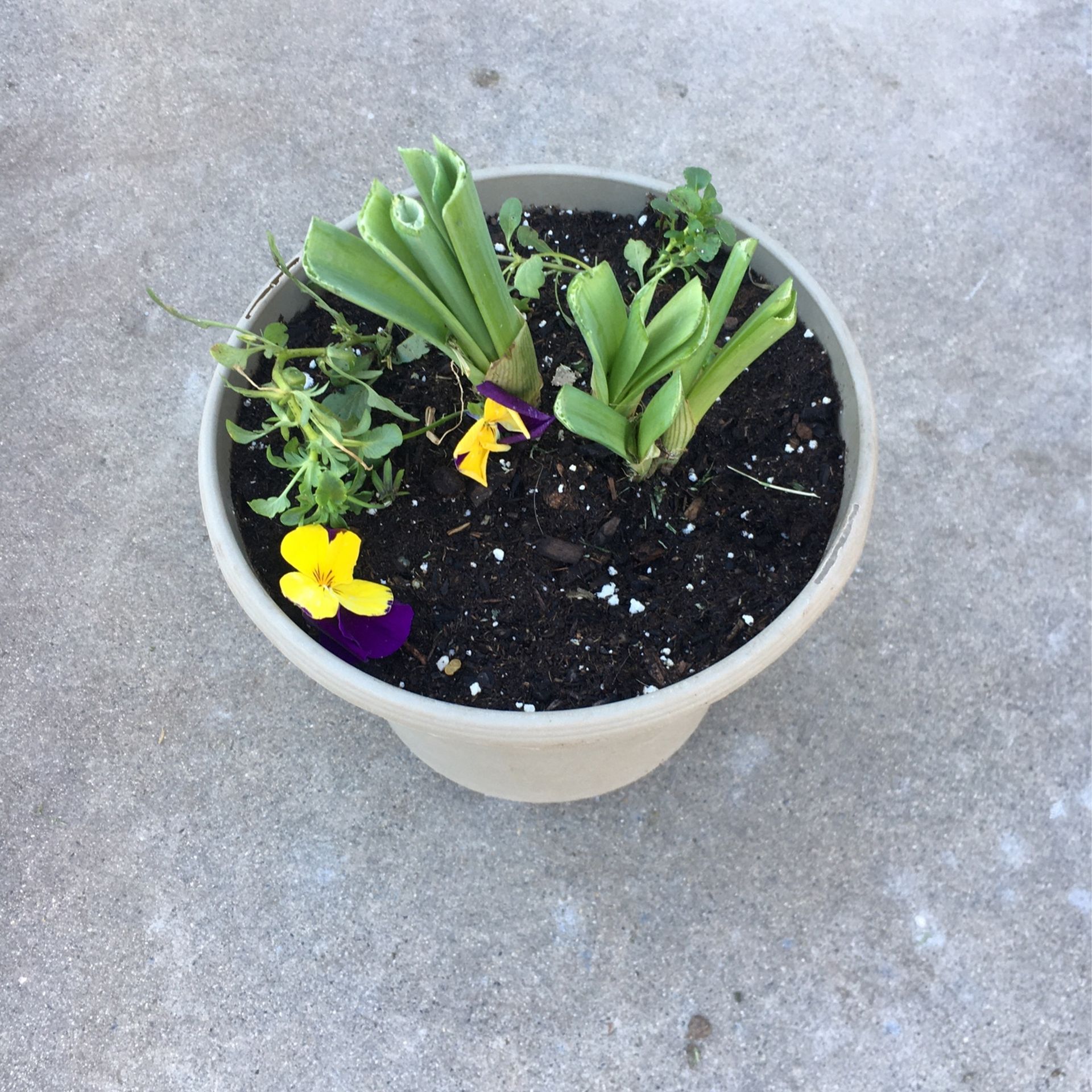 Daffodils In Pot (4 Bulbs In Pot)