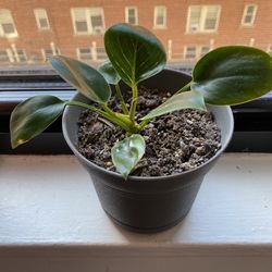 Philodendron Birkin Plant