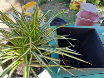 Dracaena Sunray/ Dentro Y Fuera De Casa/indoor-outdoor/self Water