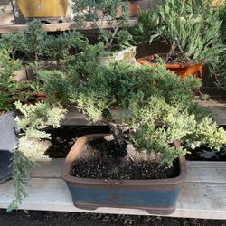 Bonsai Juniper Ceramic Pot 