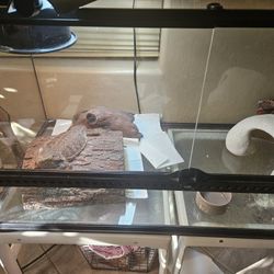 Bearded Dragon Setup