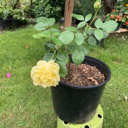 Fragrant rose