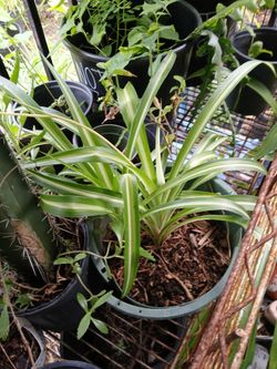 Spider Plants 