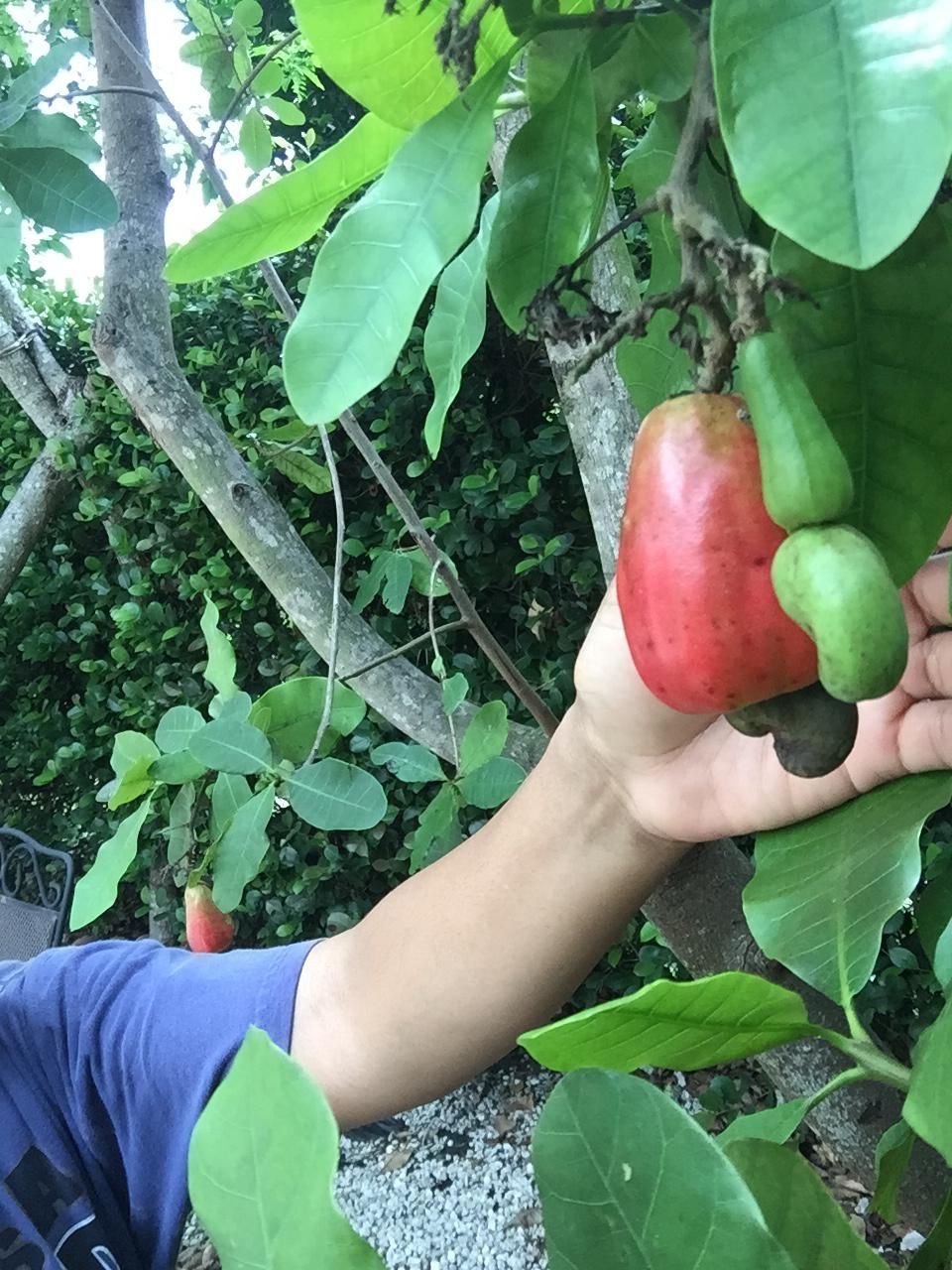 Arbol de maranon, cashew tree for Sale in Miramar, FL - OfferUp