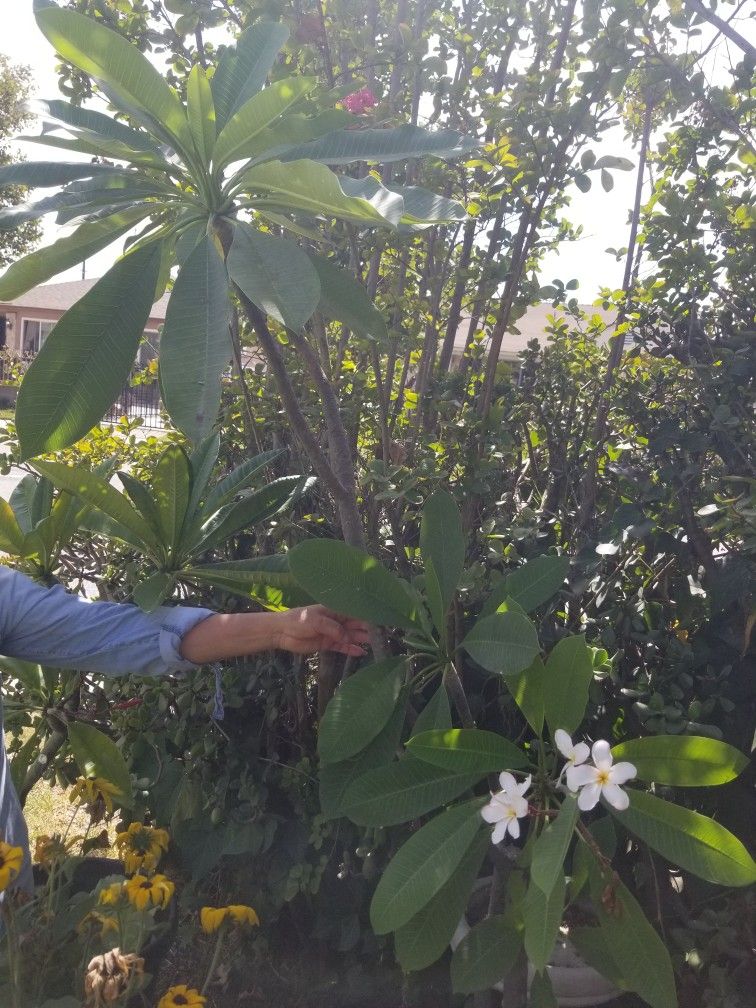 Potted White Plumeria *Blooming as of 9/23/25*