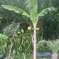 Banana Tree 8 Ft Tall