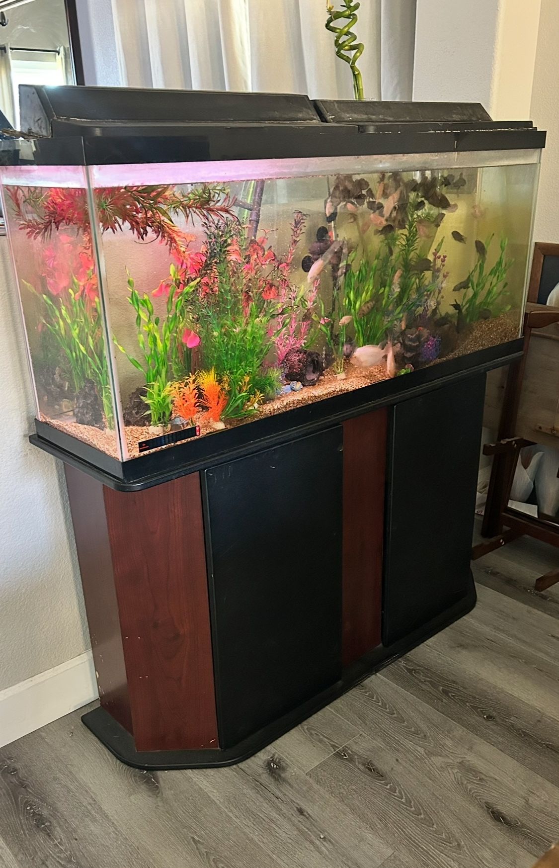 Aquarium 