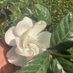 Gardenia of Aroma