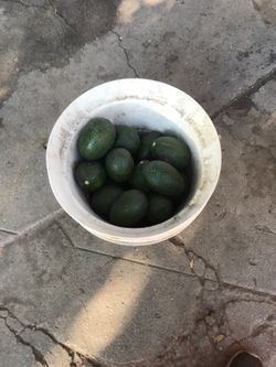 Avocados / Aguacates orgánicos