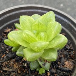 Succulent - Cooper’s Haworthia