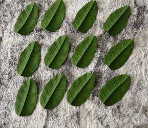 Artificial Leaves (12)