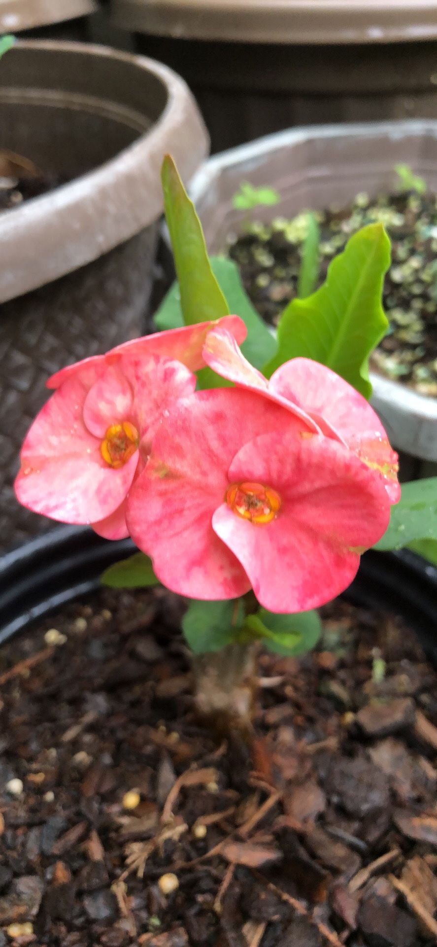 Princess Pink Crown Of Thorn Corona Thai Hybrid Succulent Blooming Beautiful 