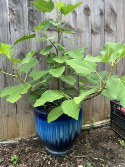 Fig Tree With Fig