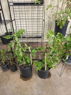 Yellow bell plants