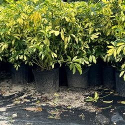 ARBICOLAS PLANTS 3GALLONS 