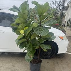 Bushy Fiddle Leaf Fig