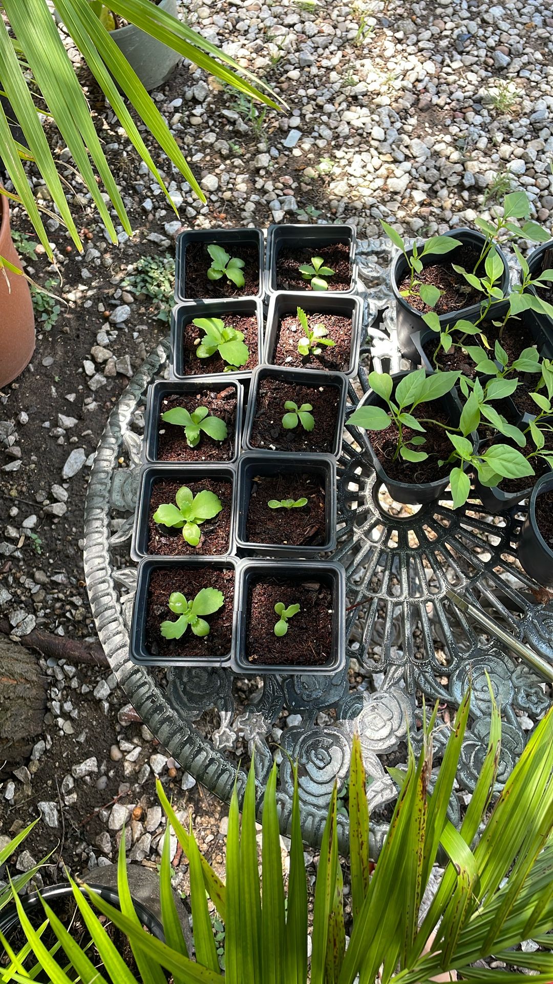 Mother Of Thousands Plant