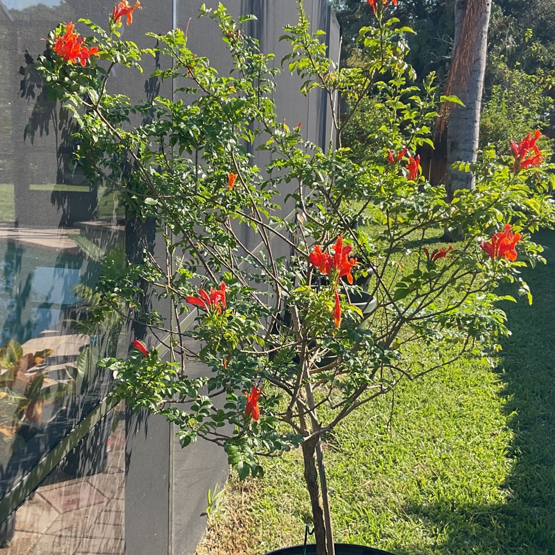 Over 5 Feet Tall Honey Suckle Plant.  Every Year Makes Flowers And Attract Butterfly’s And Humming Birds