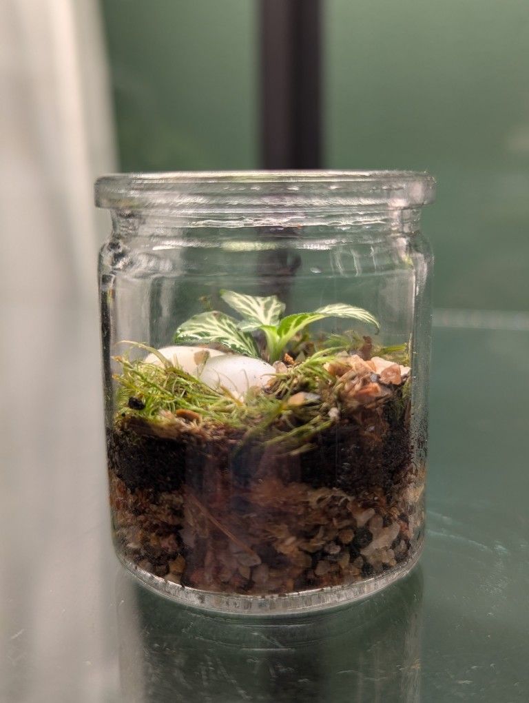 Tiny Terrarium (Pending)