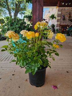 Rose Bush Julia Child  PLANTS ARRIVE, BEAUTIFUL AND HEALTHY. $25 EACH