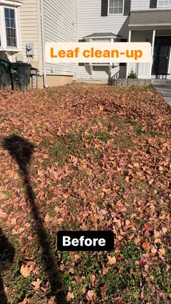 Leaf clean-up 