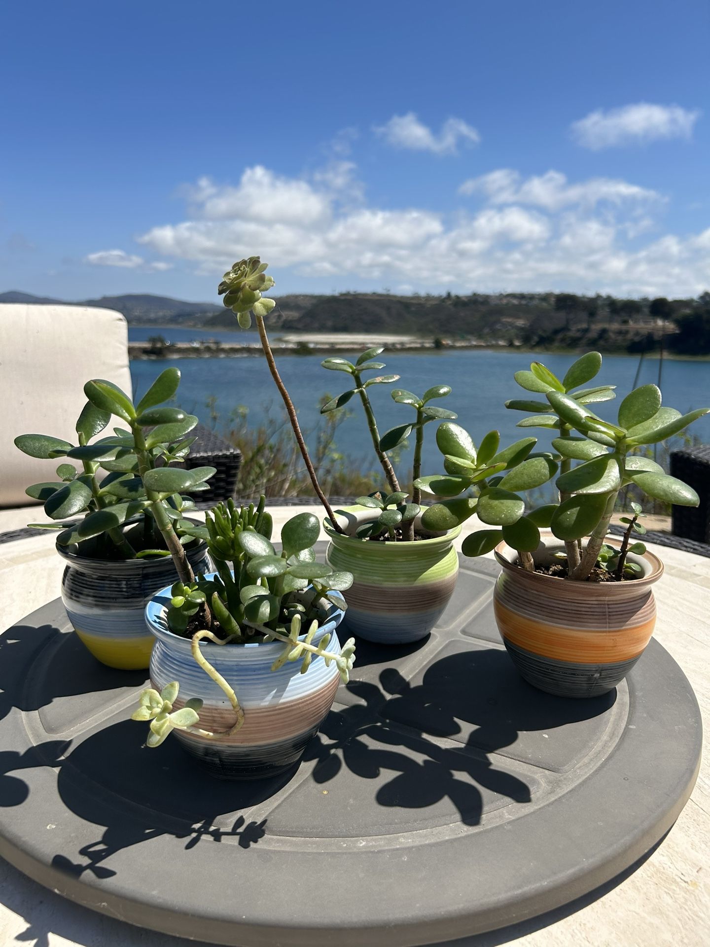 Succulent Arrangements For Sale