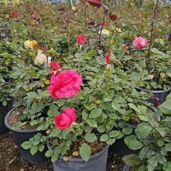 Rose Bush