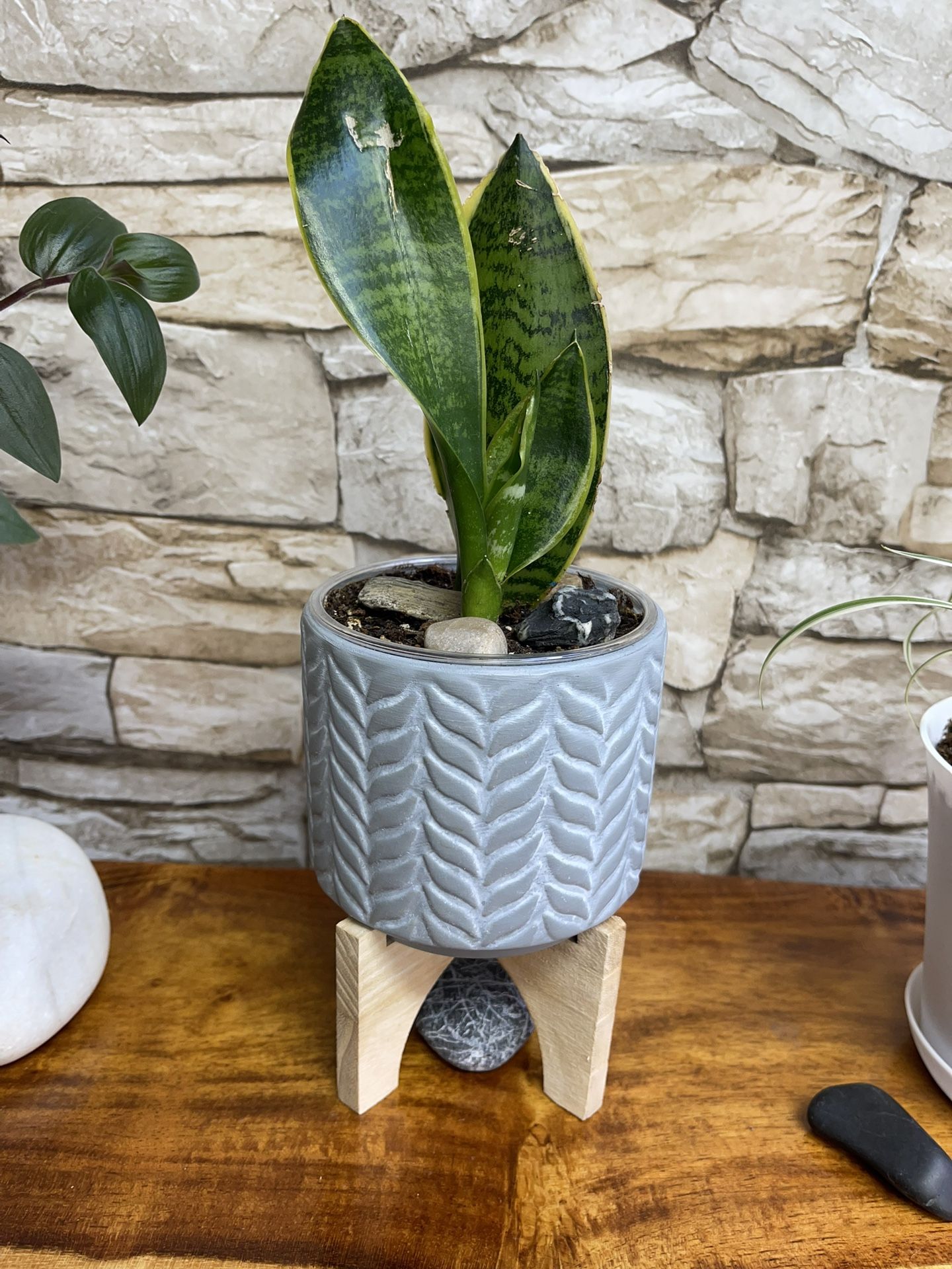 Young Snake House Plant In Ceramic Pot 5.5".Well Established .
