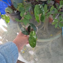 Hoya Krinke 8