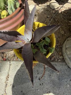 Different types of plants for sale