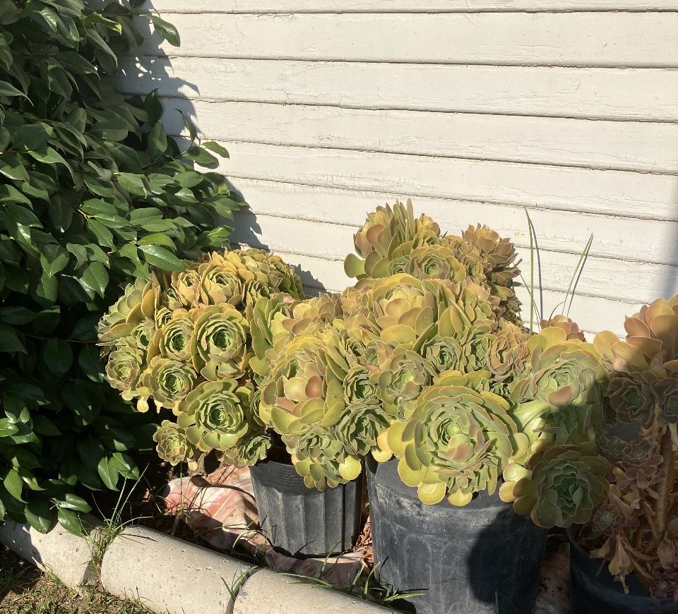 Plants
