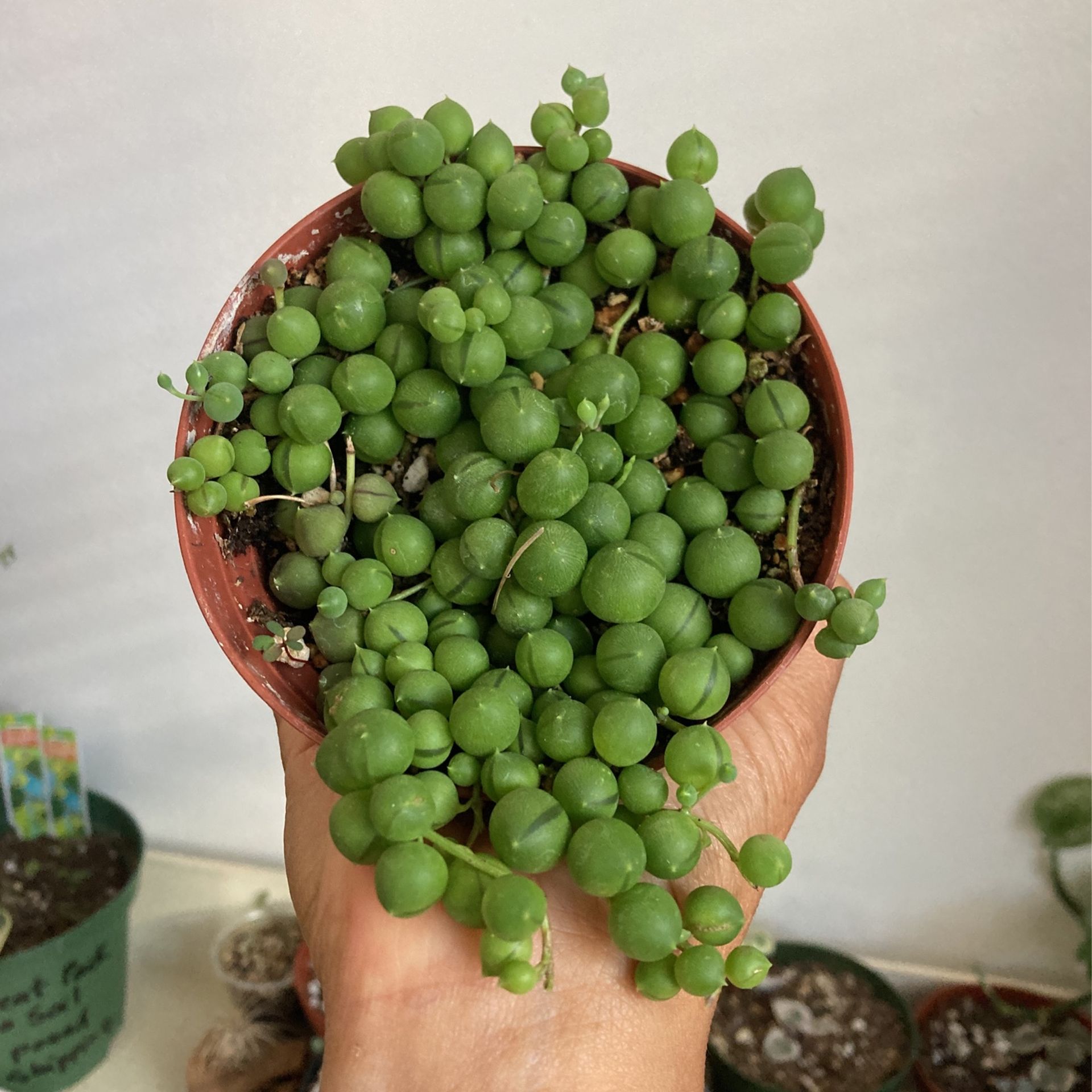 String of Pearls 4”