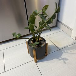 Housplant Zz Plant 