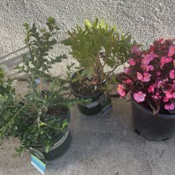 Garden Plants And Flowers  Fifty Total 